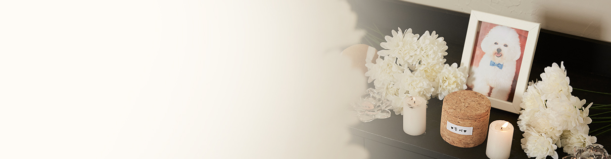 상단배경이미지